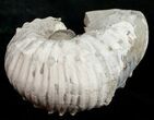 Bargain Liparoceras Ammonite - Very D #10704-2